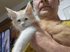 Xl Male Mc Kitten for Sale