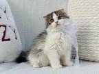 Black Brown Tabby Bicolor Scottish Fold Longhair