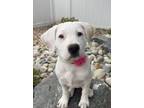 Adopt Tulip3 a American Staffordshire Terrier, Mixed Breed