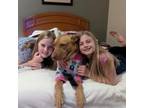 Adopt Summer Peoni a Vizsla, Labrador Retriever
