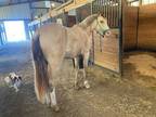 FANCY & Quiet Hunter prospect, started u/s