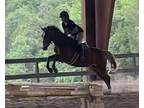 SAFE & FUN! Lg pony hunter/jumper/dressage!