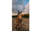 All around family safe mare