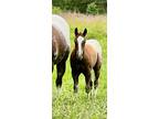 Most Colorful and Futurity Prospect
