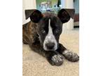 Adopt Darla a Boxer