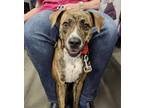 Adopt Leelu a Boxer, Terrier