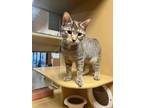 Adopt Ziti a Domestic Short Hair, Tabby
