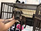 Adopt Lola a Mountain Cur