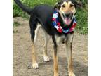 Adopt LACEY a German Shepherd Dog, Border Collie