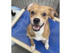 Adopt Kendall a Beagle, Hound