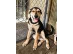 Adopt Nala a Shepherd