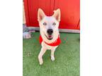 Adopt Winter a Husky