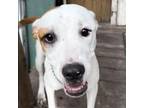 Adopt Octavia a Boxer