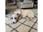 Adopt Caroline a Pit Bull Terrier