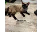 Adopt Sesame a Siamese