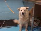 Adopt A535138 a Great Pyrenees