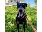 Adopt OAKLEY a Doberman Pinscher
