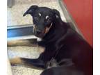 Adopt KONA a German Shepherd Dog, Mixed Breed