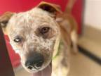 Adopt QUENTIN* a Australian Cattle Dog / Blue Heeler