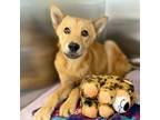 Adopt HACHIKO* a Jindo