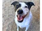 Adopt ZORO a Pit Bull Terrier, Dalmatian