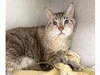 Adopt SEMBA a Siamese