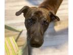 Adopt LUIGI* a Mastiff, Labrador Retriever