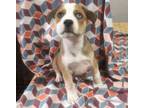 Adopt SWAYMAN a Siberian Husky