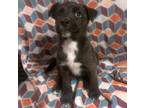 Adopt MCAVOY a Siberian Husky, Mixed Breed