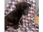 Adopt PASTRNAK a Siberian Husky, Belgian Shepherd / Malinois