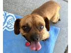 Adopt SASSAFRASS* a Pug, Beagle