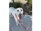 Adopt George a Shepherd, Labrador Retriever