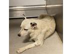 Adopt BINDI a Australian Cattle Dog / Blue Heeler, Mixed Breed