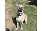 Adopt BRODY a German Shepherd Dog, Mixed Breed