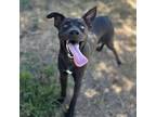 Adopt VALENTINO a Labrador Retriever, Mixed Breed