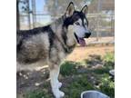 Adopt BARRETT a Alaskan Malamute, Mixed Breed