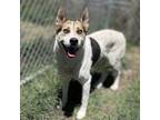 Adopt HUSTO a Australian Cattle Dog / Blue Heeler, Siberian Husky