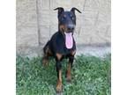Adopt ADIKIS a Doberman Pinscher