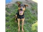 Adopt OSO a Doberman Pinscher, Mixed Breed