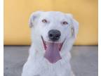 Adopt SUNDAE a Border Collie, German Shepherd Dog