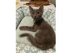 Adopt Jet a Russian Blue
