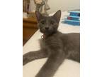 Adopt Ray a Russian Blue