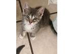 Adopt Boots - MC a Tabby