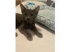 Adopt Sky a Russian Blue
