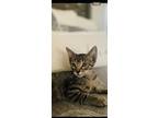Adopt Asher a Tabby