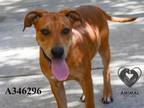 Adopt CHUCK a Labrador Retriever, Mixed Breed