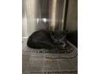 Adopt LUCKY a Domestic Medium Hair
