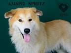 Adopt SPRITZ a Chow Chow, Mixed Breed