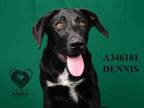 Adopt DENNIS a Labrador Retriever, Mixed Breed