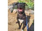 Adopt Oscar a Pit Bull Terrier
